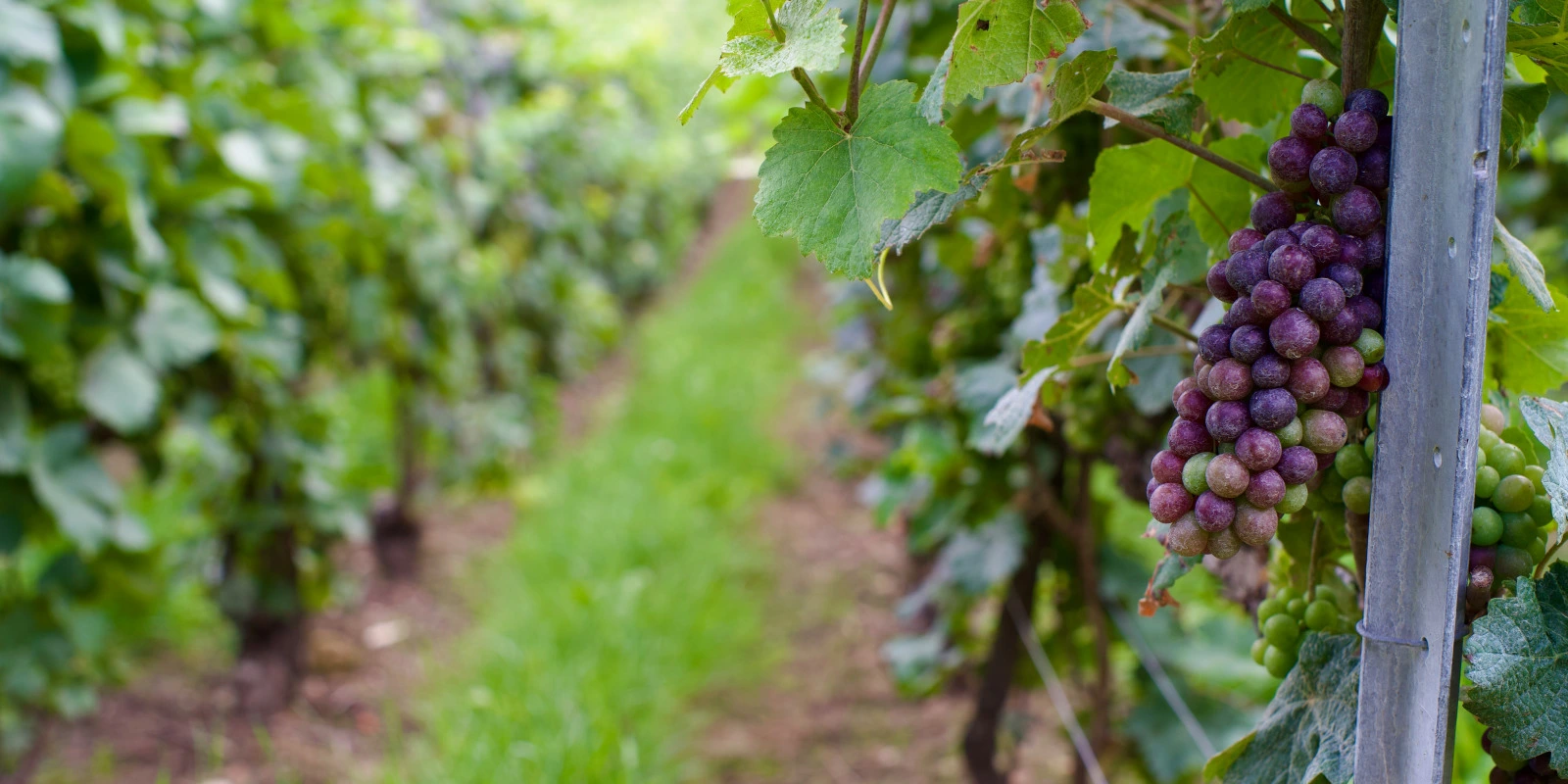 Les Débouchés en Licence Sciences et Technologies