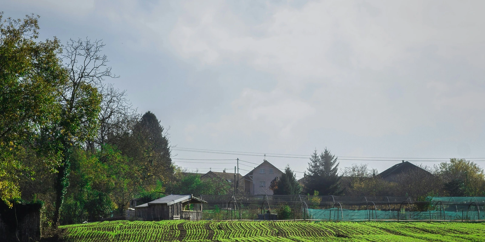 Licence Sciences et Technologies Mention Sciences de la Vie : Éclairages